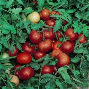 Джокер F1 - томат детерминантный, 1000 семян, Nickerson Zwaan фото, цена